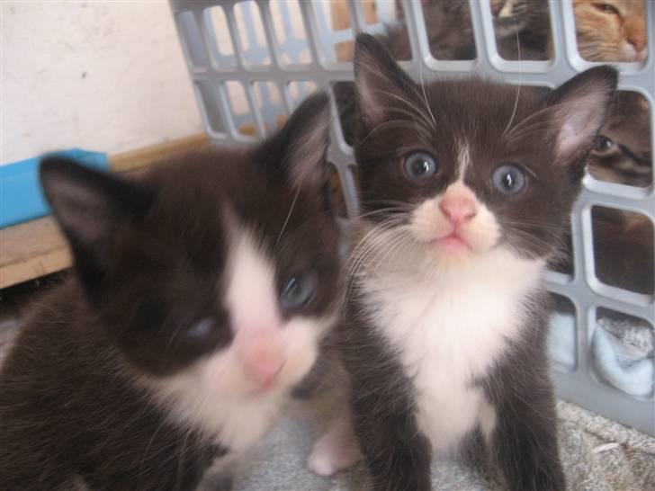 Blanding af racer Sorte *R.I.P* - Hans bror og ham ;) billede 5