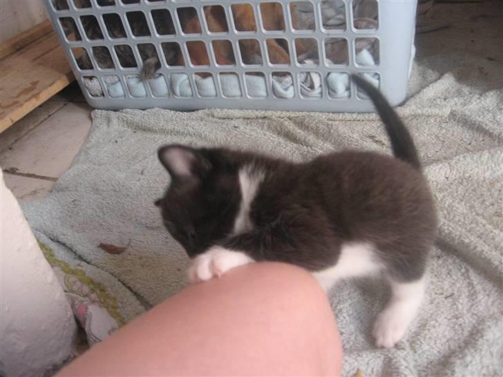 Blanding af racer Sorte *R.I.P* billede 6