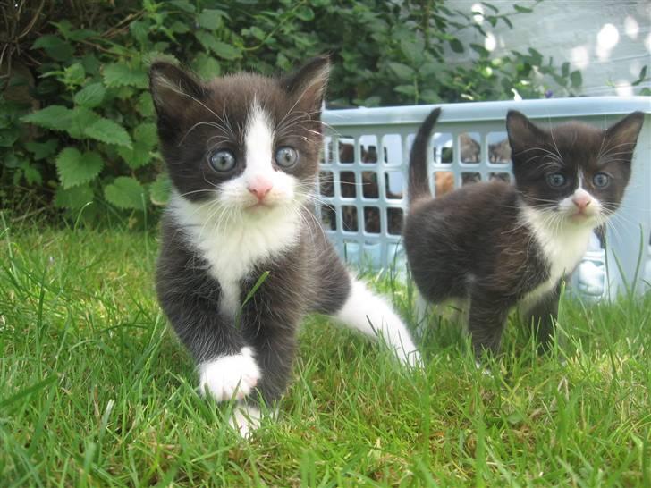 Blanding af racer Sorte *R.I.P* billede 7