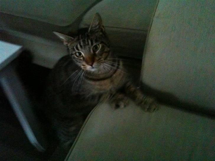 Blanding af racer Milla billede 1