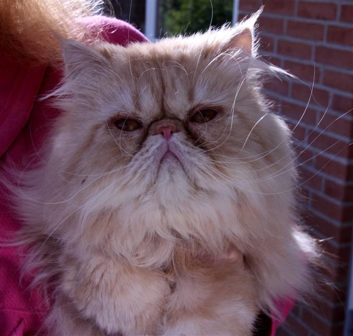 Perser Samson - Her er jeg på min personlige udkigspost. billede 6