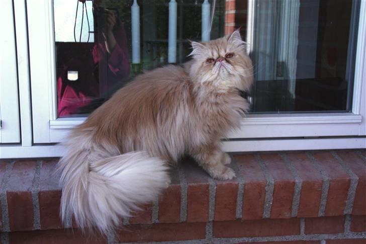 Perser Samson - Ja, jeg er skøn. billede 7