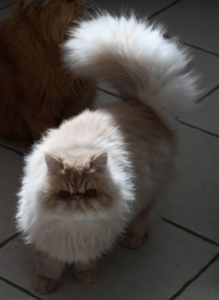 Perser Samson - Jeg skal have tun! billede 8