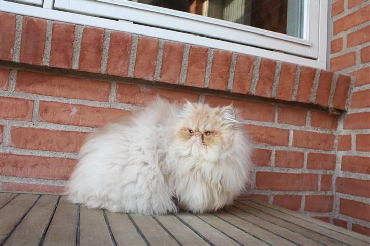 Perser Samson - På tur i haven billede 9