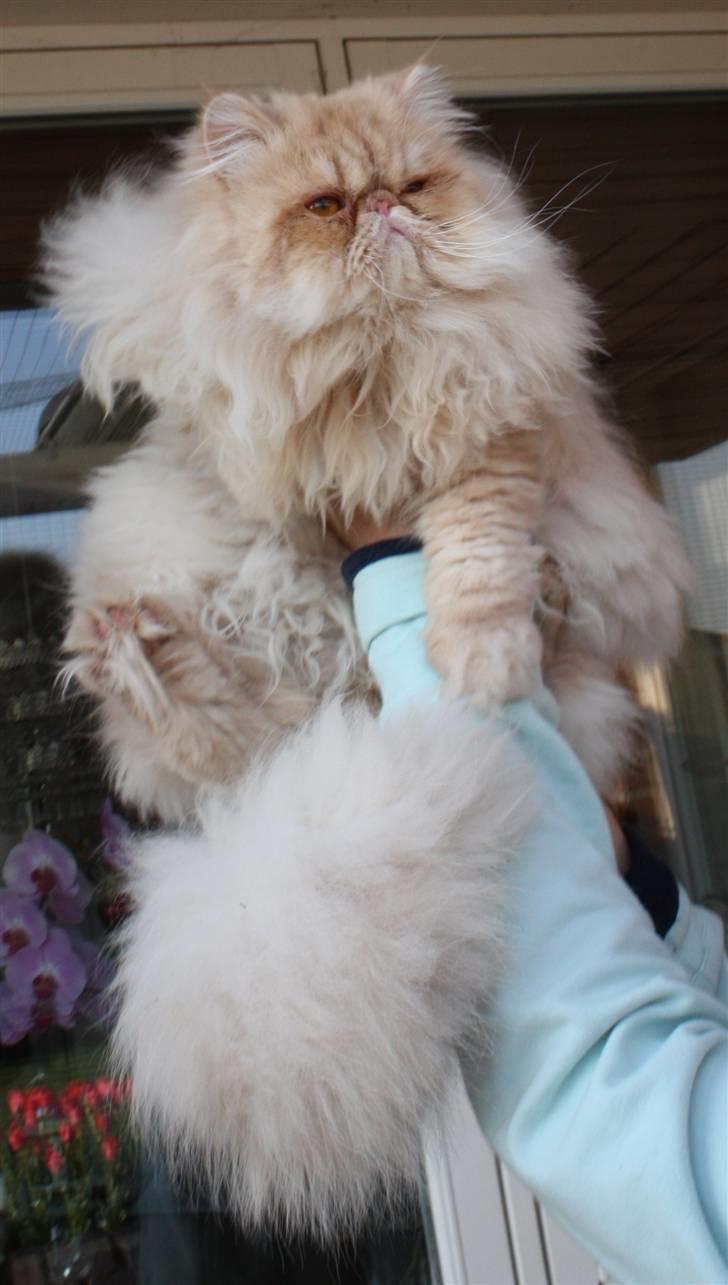 Perser Samson billede 10