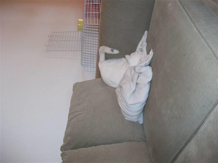 Huskat Elmer billede 1