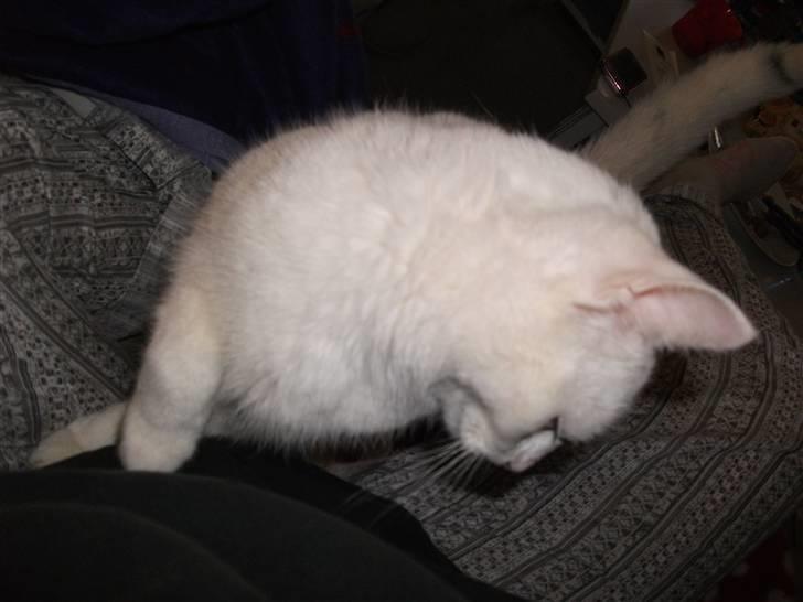 Huskat Elmer billede 2