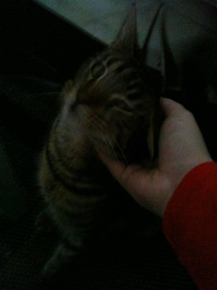 Blanding af racer Milla billede 2