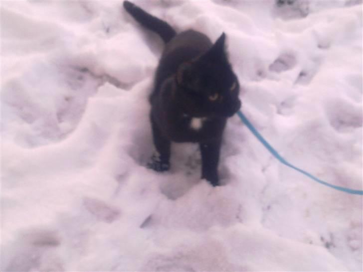 Huskat Kovu - Ude og lege i sne  billede 15
