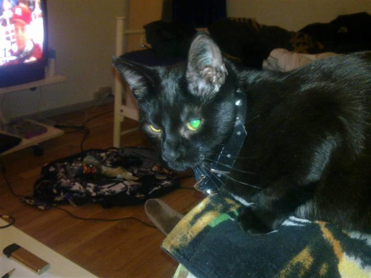 Huskat Kovu - Mors bulldog! pas på jeg er farlig! billede 16