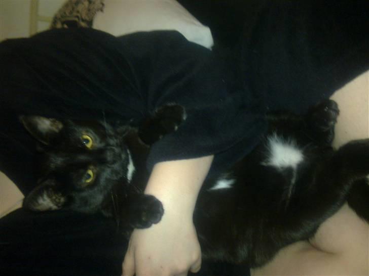 Huskat Kovu - Gider ikk sidde her mor! billede 17