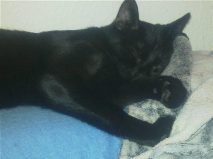 Huskat Kovu - Træt..  billede 18