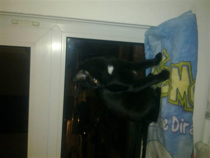 Huskat Kovu - Sidder her og kikker! billede 19