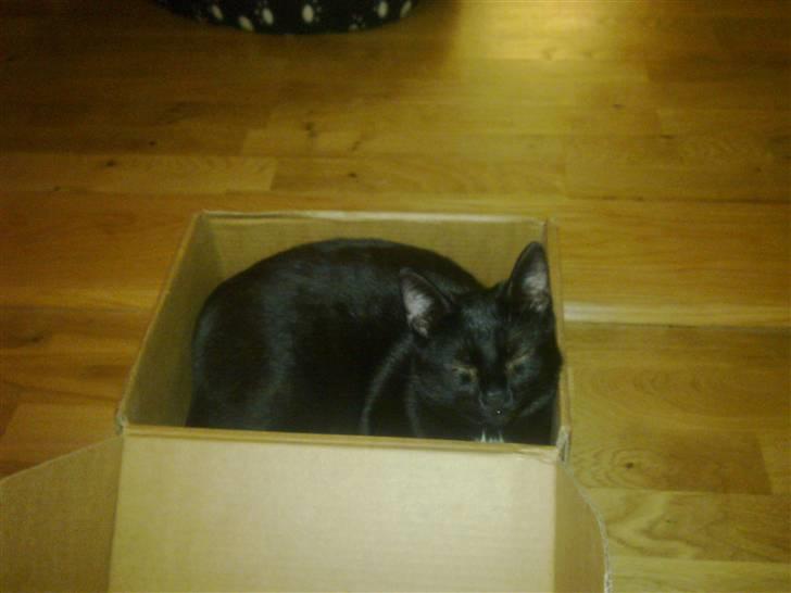 Huskat Kovu - Mnn, dejlig kasse!  billede 20