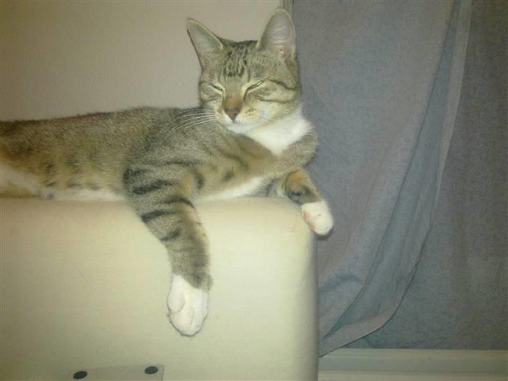 Huskat Princess - Ligger lige og sover! billede 15