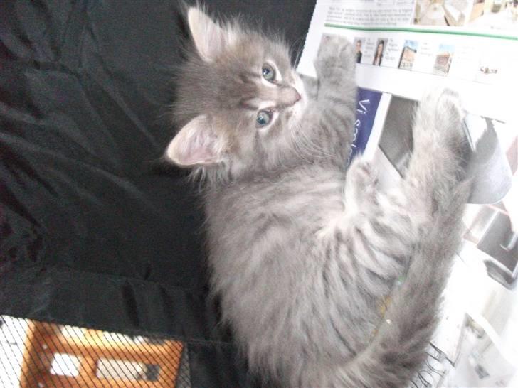 Maine Coon Mie - Her var min mor oppe og sige ja til mig.. billede 1