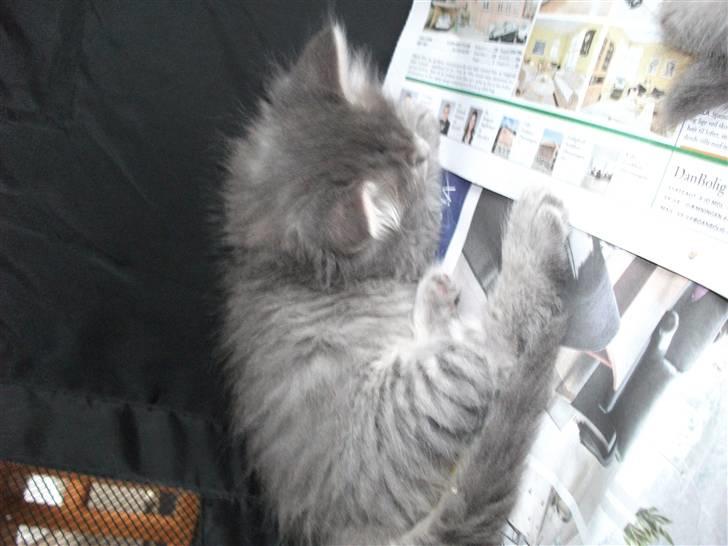 Maine Coon Mie - mor skulle lige ha nogen billder med hjem af mig billede 2