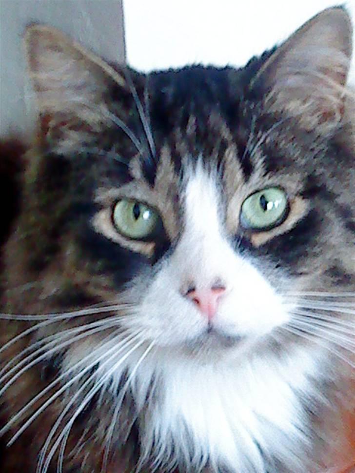 Blanding af racer Offe billede 1