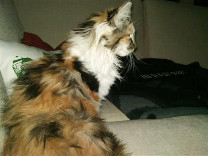 Maine Coon Twister - sidder og ser tv i sofaen... billede 12