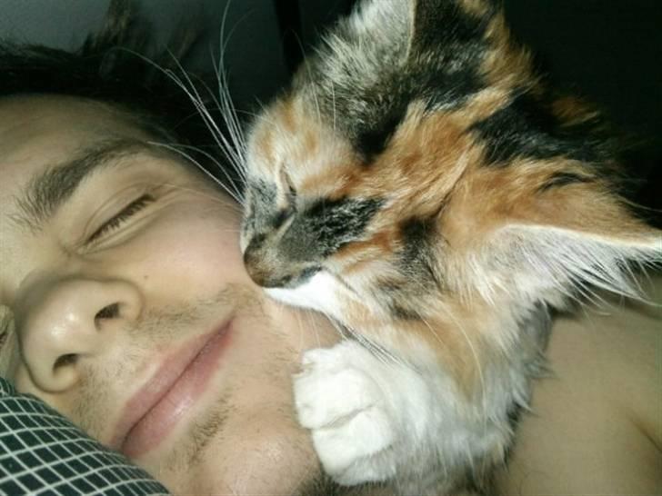 Maine Coon Twister - Morgen hygge med far billede 13