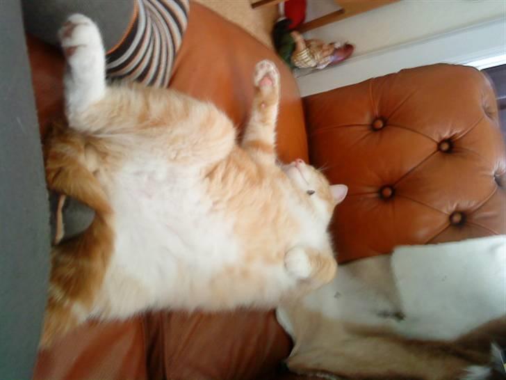 Blanding af racer Holger billede 1