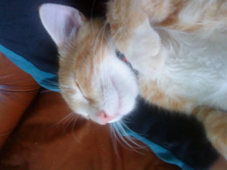 Blanding af racer Holger billede 2