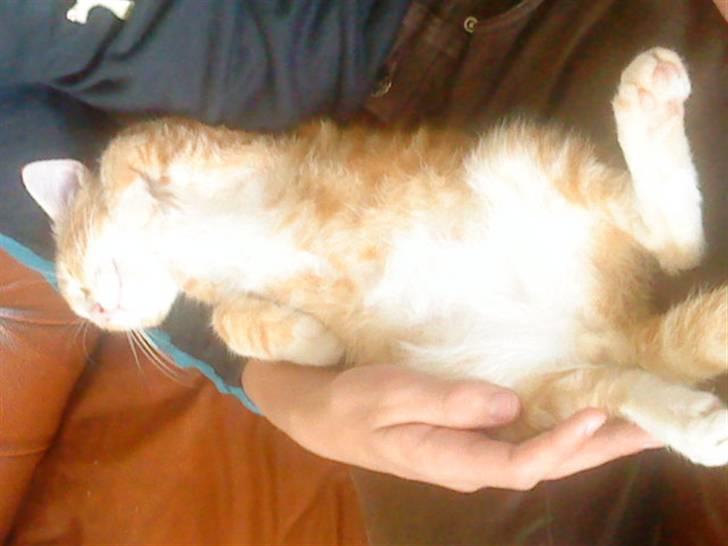 Blanding af racer Holger billede 3