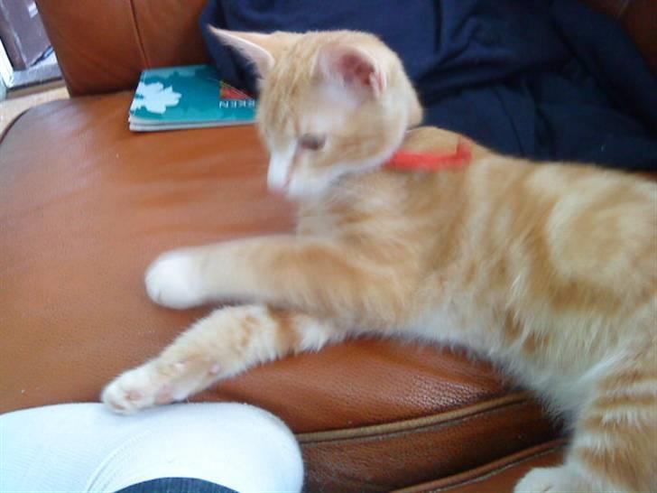 Blanding af racer Holger billede 4