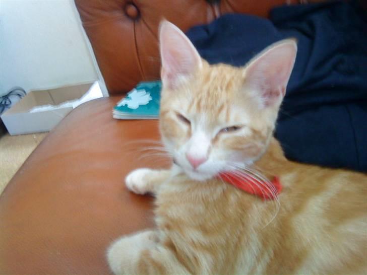 Blanding af racer Holger billede 5