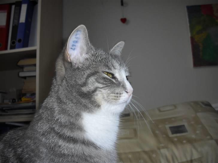 Huskat Chili billede 12