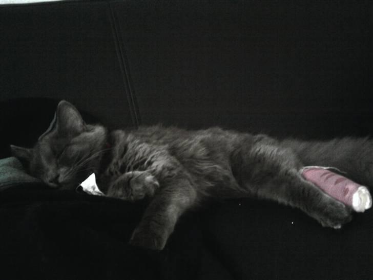 Blanding af racer Sofie - Efter Sofie var hoppet skævt ned fra vindueskarmen og brækkede en knogle i poten.    billede 10