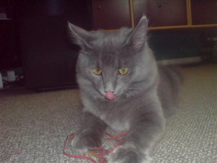 Blanding af racer Sofie billede 11