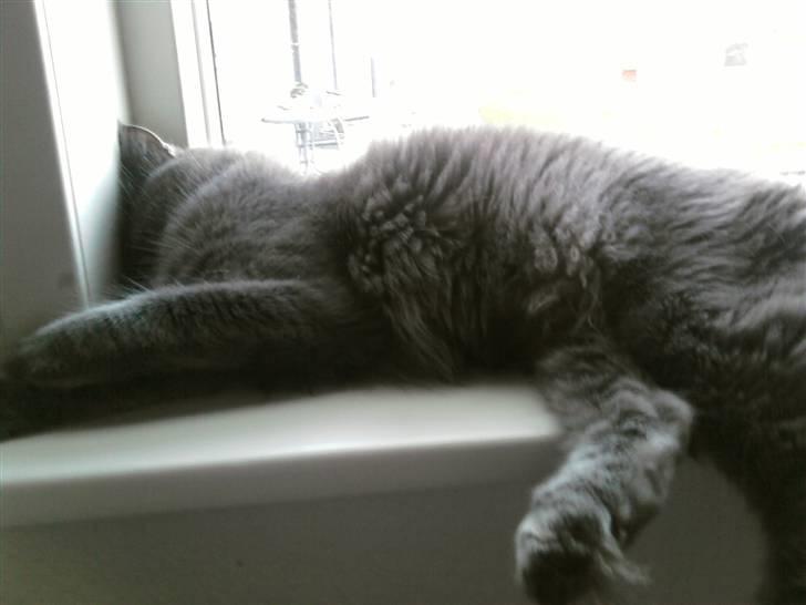 Blanding af racer Sofie billede 12