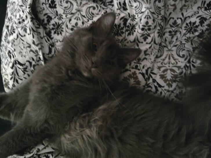 Blanding af racer Sofie billede 13