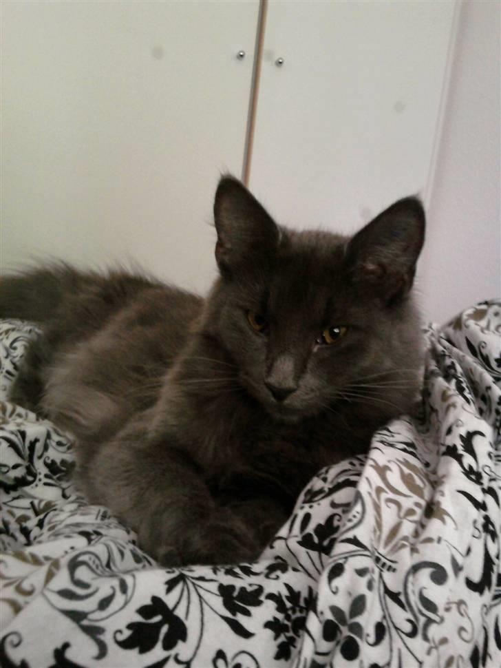 Blanding af racer Sofie billede 14