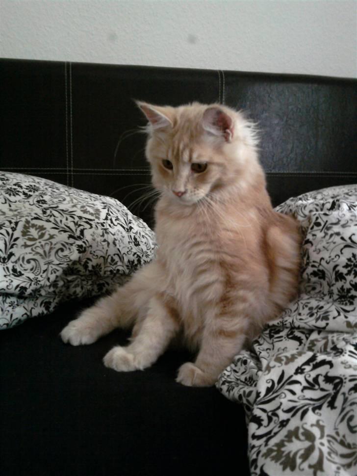 Maine Coon Oliver billede 1