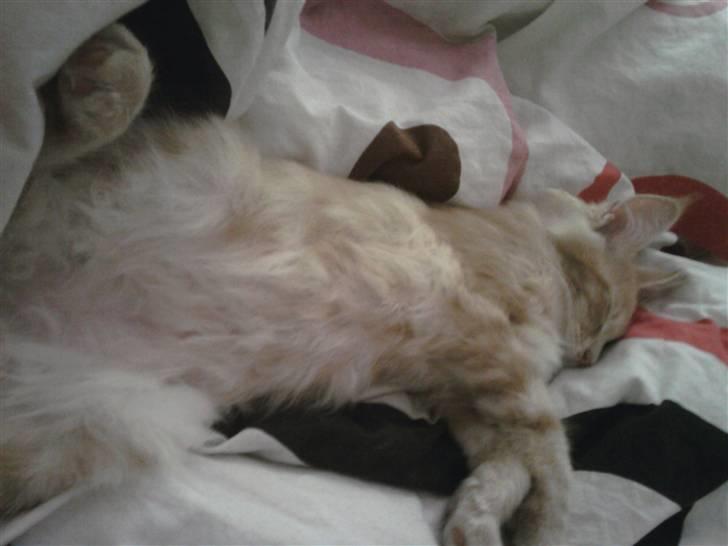 Maine Coon Oliver billede 2