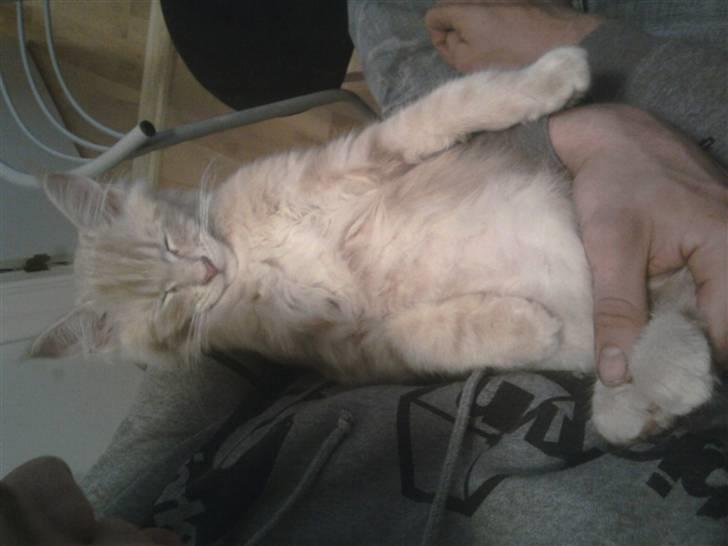 Maine Coon Oliver billede 3