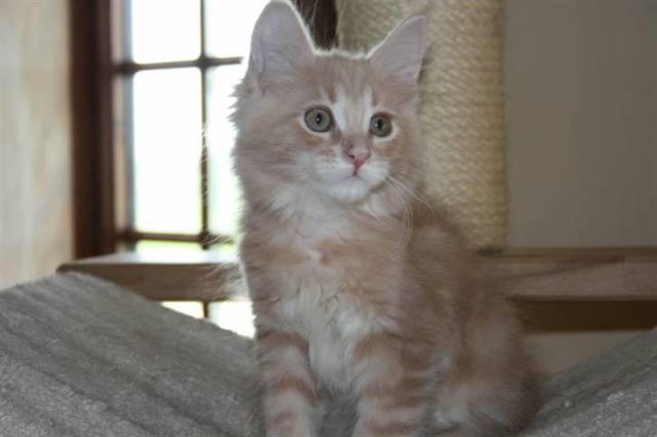 Maine Coon Oliver billede 4