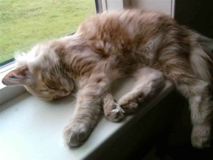 Maine Coon Oliver billede 5