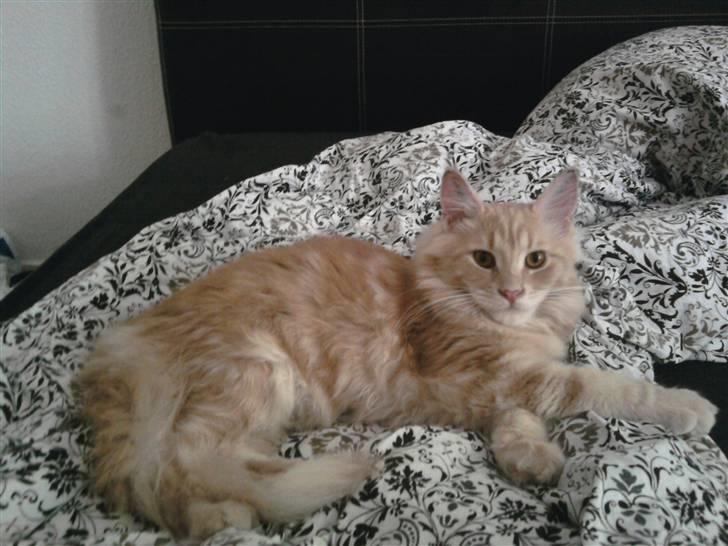 Maine Coon Oliver billede 6