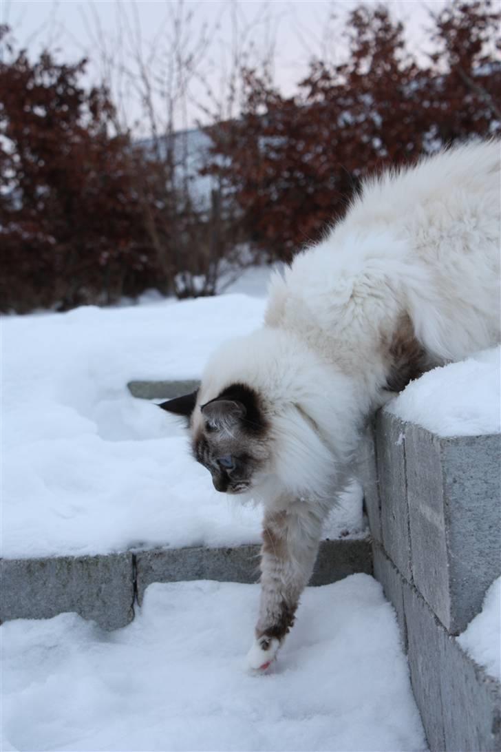 Hellig Birma Backkara's Anthea billede 8