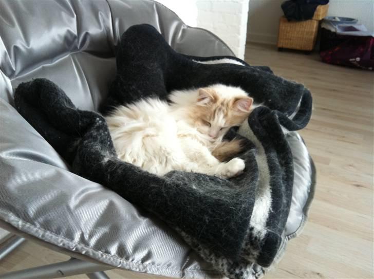 Ragdoll ''Chuli'' billede 1