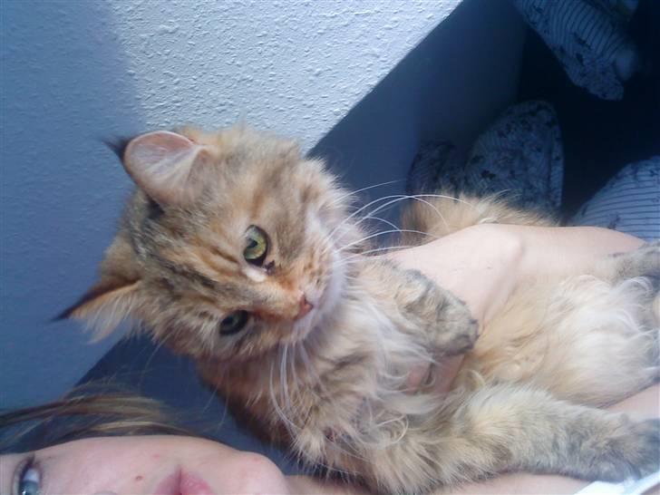 Maine Coon Sinus - sinus er ikke så glad for at blive løftet på hviket sagtens kan ses her. :-) billede 1