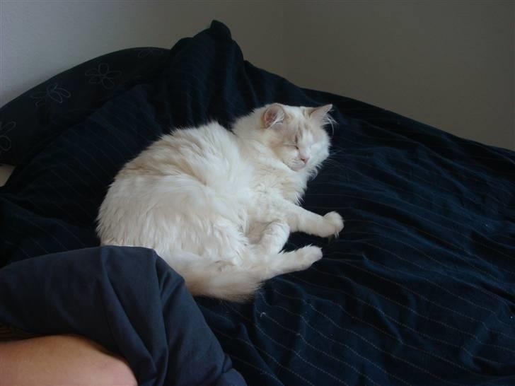 Ragdoll ''Chuli'' billede 2