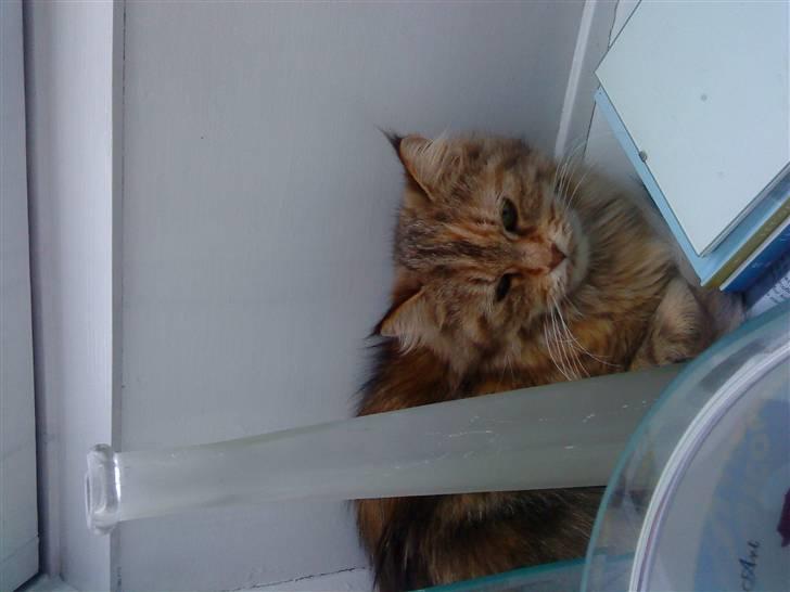 Maine Coon Sinus - et af sinus´s ynglingssteder, et varmt skråvindue....  billede 2