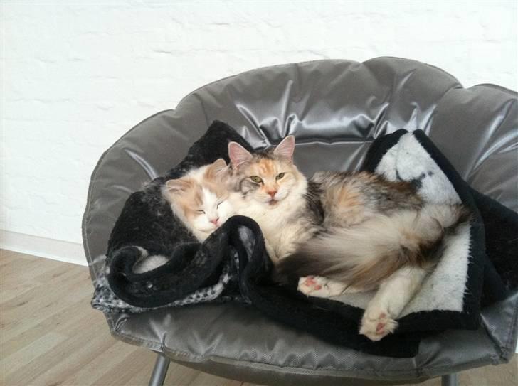 Ragdoll ''Chuli'' billede 3