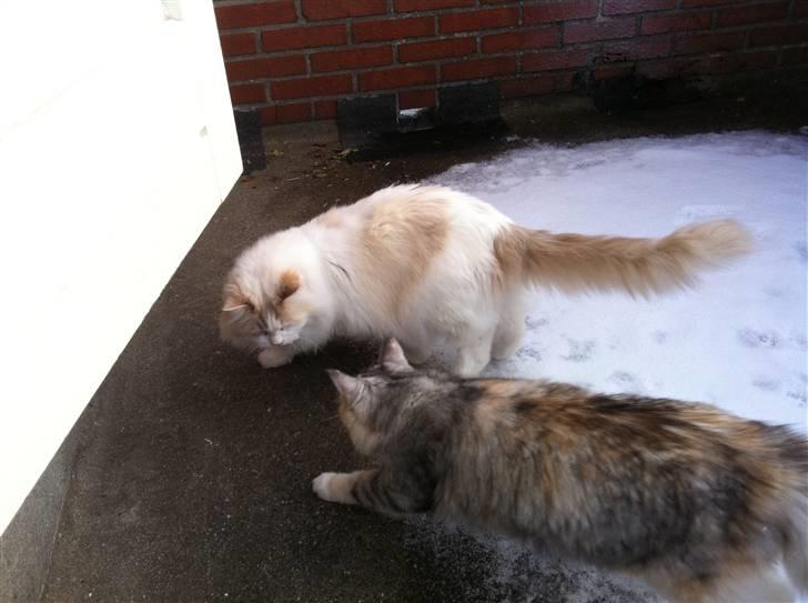 Ragdoll ''Chuli'' - På altanen billede 4