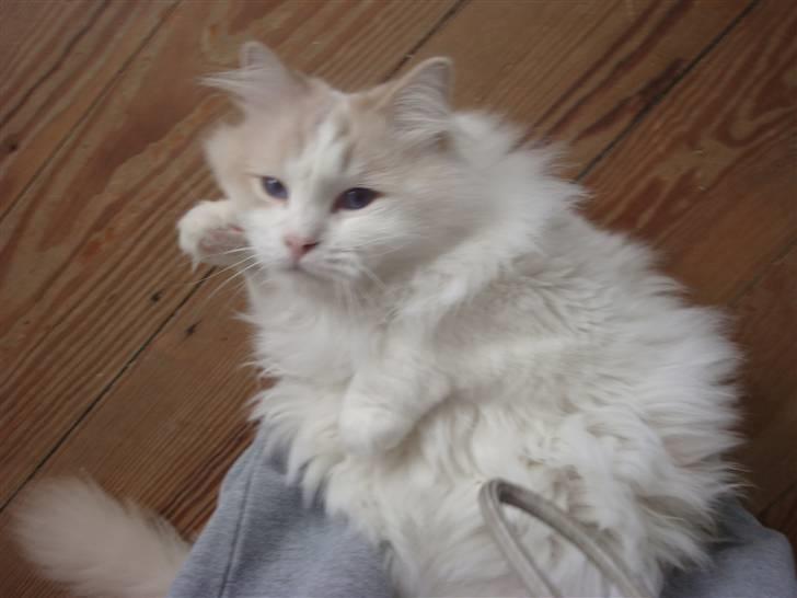 Ragdoll ''Chuli'' billede 5