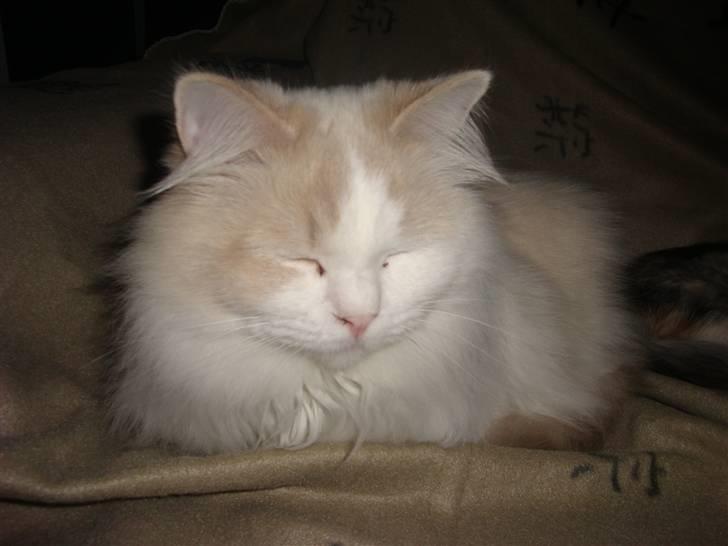 Ragdoll ''Chuli'' billede 6